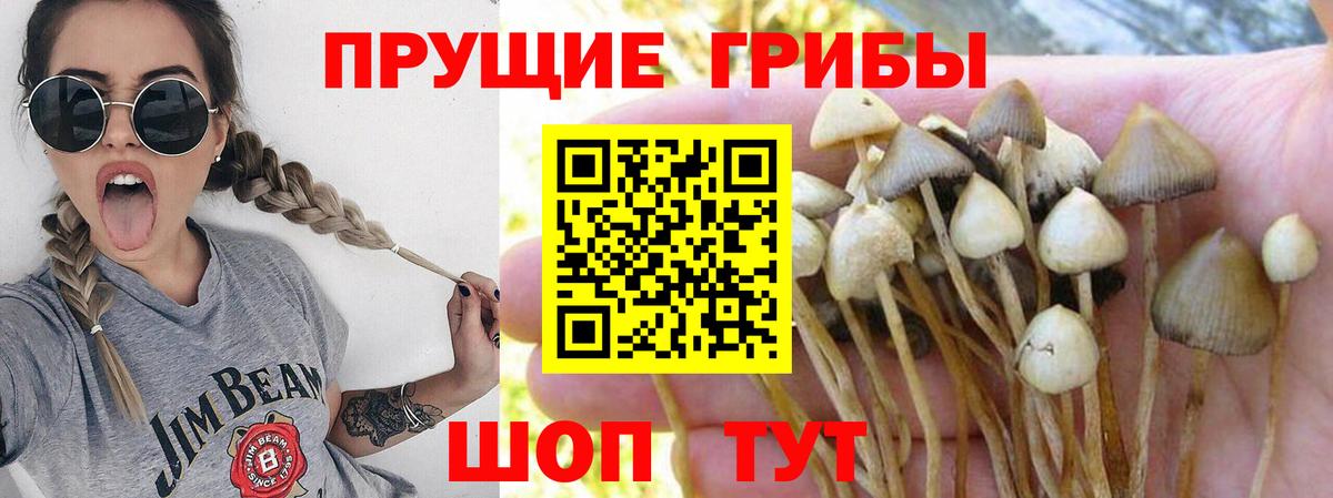 магазин    Псилоцибиновые грибы Magic Shrooms  Вход с VPN  Моздок 